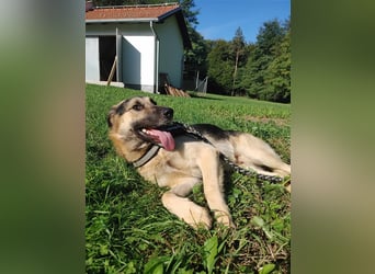 Buddy Schäferhund Mischlingsrüde Mischling Rüde Junghund sucht Zuhause oder Pflegestelle