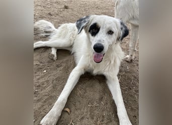 Popcorn, geb. ca. 09/2023, lebt in GRIECHENLAND, auf einem Gelände, auf dem die Hunde notdürftig ver