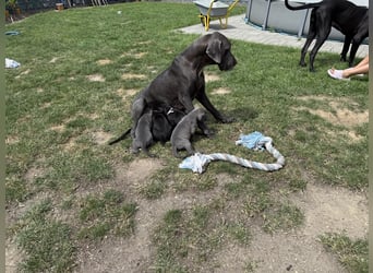 Deutsche Dogge Welpen