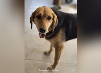 Lara sucht ein tolles Zuhause!
