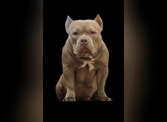 American Pocket Bully