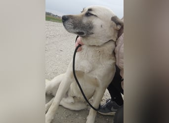 Balto ein großer braver Bub