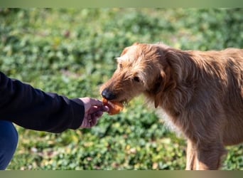 Kelly – Griffon Mix: sanfte Hundeseele sucht dringend ein Zuhause voller Liebe