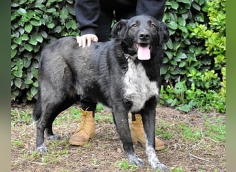 Gerald - hat ein gutes Hundeherz