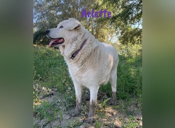 Arlette 09/2020 (ESP) - ruhige, noble und sanfte Herdenschutz-Mix Hündin!