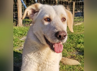 Dado – eine Familienhundehoffnung -