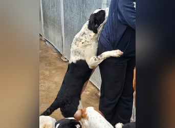 Milla - Gute-Laune-Hund wartet auf Sie