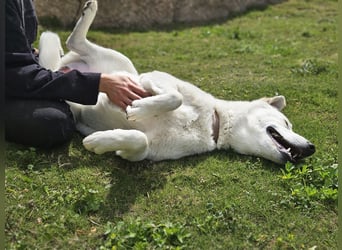 Lucio: Traumhund ohne Wenn und Aber