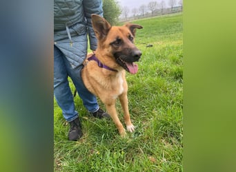 Loki sucht einfühlsames Zuhause