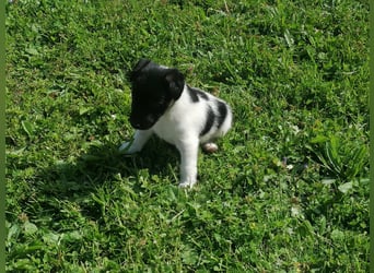 Foxterrier 