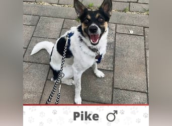 PIKE ❤️ (wird jetzt Spike gerufen)  wartet in 39179 Barleben auf Dich