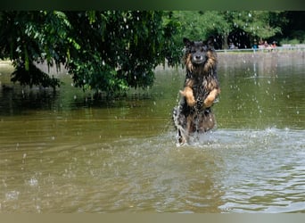 Toller Bruno sucht seine Familie