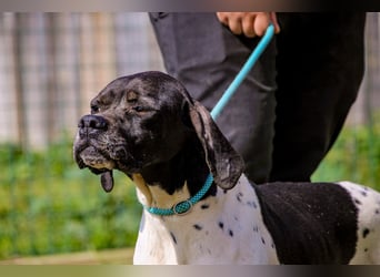 Pepa  - Englischer Pointer, lieb und verträglich