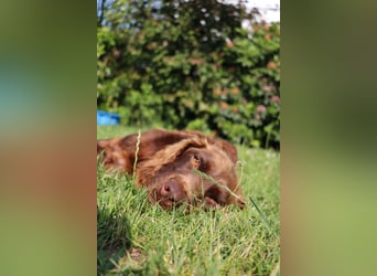 Orlando sucht eine liebe Familie