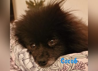 Coco6 09/2019 (in Deutschland) - Pomeranian Zwergspitz Mix sucht verantwortungsvolle Menschen!