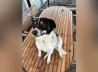 BECKY sucht ein liebevolles Zuhause
