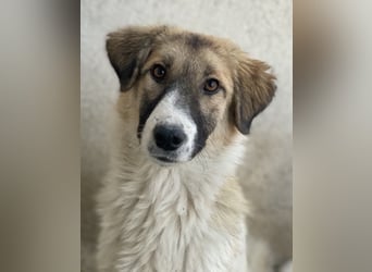Renfri, geb. ca. 05/2024, lebt in GRIECHENLAND, im städt. Tierheim Serres