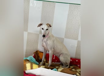 Candela - befindet sich auf einer Pflegestelle in 24558 Henstedt - Ulzburg