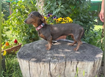 Piper, ein fröhliches Hundekind