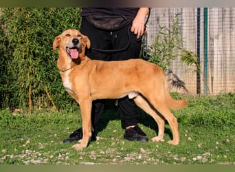 Mr John, Mix Labrador / Rafeiro Alentejano, lieb und verträglich