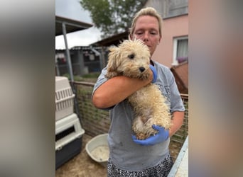 Abu, verspielter Maltipoo Welpe geb. 2025