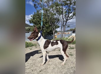 Cookie, Katzenverträglichkeit und lieb