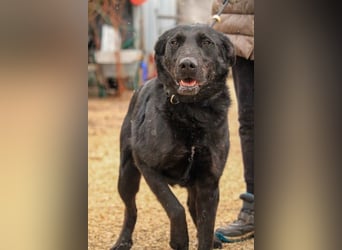 Cody-VA charmanter Mann möchte Küsschen geben