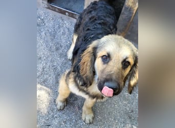 Julio ❤️ sozialer Jungrüde sucht dich!