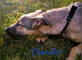 Chandler 10/21 (in Deutschland) - sportlicher, verspielter & gelehriger Rüde, ein toller Begleiter!