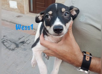Wess1 geb. 03/2025 (ESP) - verspielter kleiner Ratonero Bodeguero Andaluz Welpe!