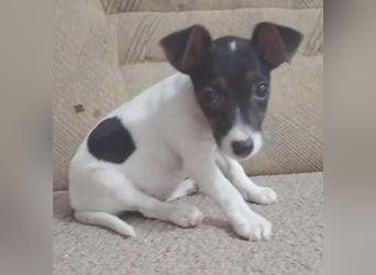 bezaubernde kleine NINA - 5-6 Monate, 18cm - Jack Russell