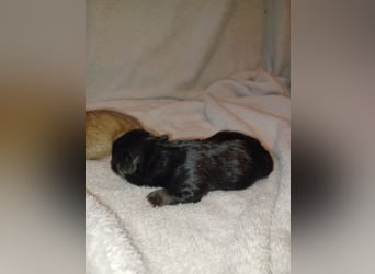 Maltipoo in zauberhaften Farben