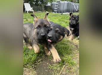 Deutscher Schäferhund Welpen