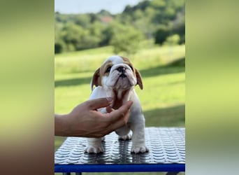 Englischen Bulldogge