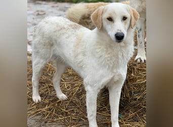 Nami, geb. ca. 12/2019, lebt in GRIECHENLAND, im städt. Tierheim Serres