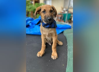 KOREL - bezauberndes Hundekind auf Familiensuche!