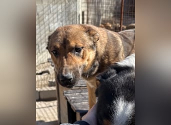 CHIARA❤️charmant, sozial, offenherzig und sucht dringend ihr Für-Immer-Nest