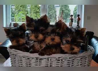 Yorkshire-Terrier Welpen,  reinrassig mit Ahnentafel sofort abgabebereit