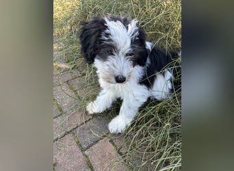 Polski Owczarek Nizinny - Polnischer Niederungs Hütehund -  PON