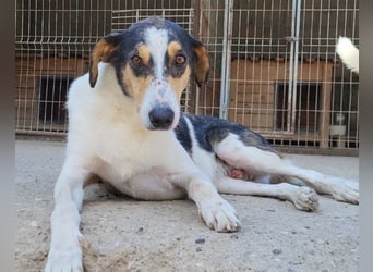 Dino ❤️ aufgeweckter, lieber Traumhund