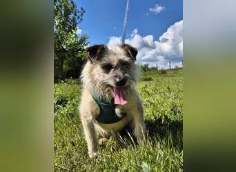 Clark sucht ein neues Zuhause