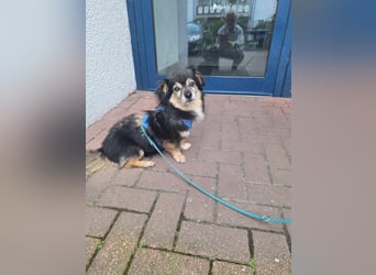 Süßer Nobby sucht liebevolles Zuhause