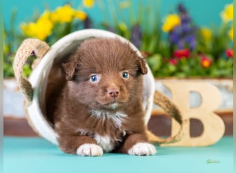 Kleinbleibende Miniature Australian Shepherd Welpen