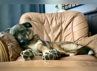 Tucker braucht ein neues Zuhause