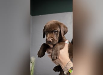 Labradorwelpen suchen ihre neue Familie