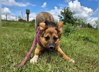 Liebe Ruby sucht eine neue Bleibe