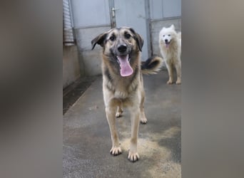 Buddy Schäferhund Mischlingsrüde Mischling Rüde Junghund sucht Zuhause oder Pflegestelle