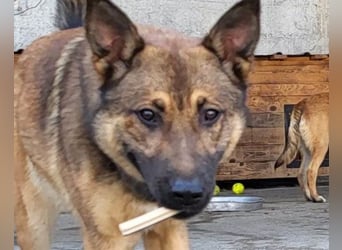 CHIARA❤️charmant, sozial, offenherzig und sucht dringend ihr Für-Immer-Nest