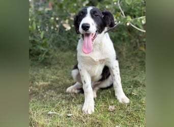 MOSS - Lebensfroher Border Collie Mix sucht aktive Familie
