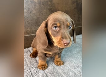 Zwerg Dackel Welpen in besonderen Farben (blue / choco / Harlekin) suchen tolles Zuhause